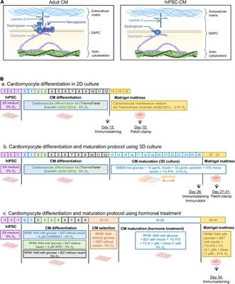 Incomplete Assembly of the Dystrophin-Associated Protein Complex in 2D and 3D-Cultured Human Induced Pluripotent Stem Cell-Derived Cardiomyocytes